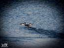 Coot – Łyska